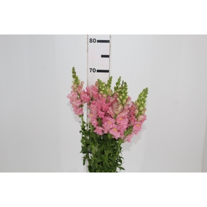 BOCA DE LEAO CALIMA PINK 070 CM PIN