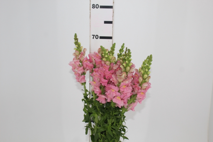 <h4>BOCA DE LEAO CALIMA PINK 070 CM PIN</h4>
