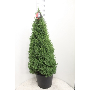 PICEA GL PERFECTA