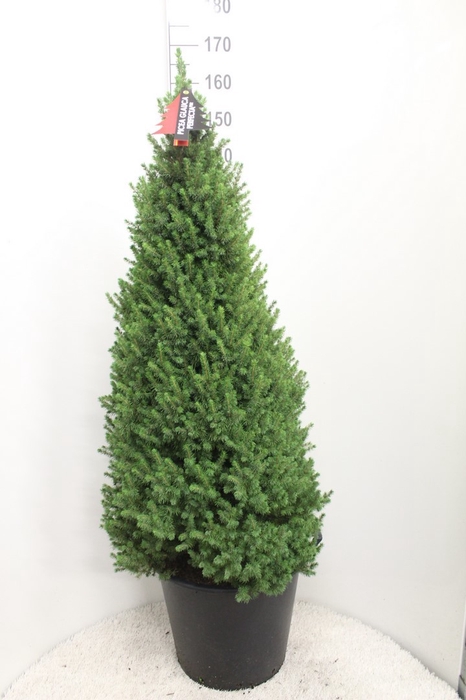 <h4>PICEA GL PERFECTA</h4>