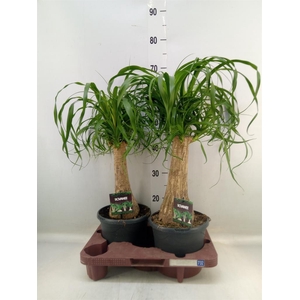 Beaucarnea recurvata