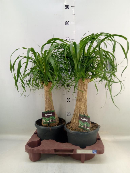 <h4>Beaucarnea recurvata</h4>