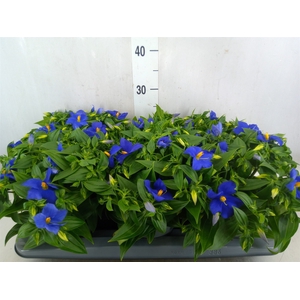 Exacum trinervium 'Sapphire'
