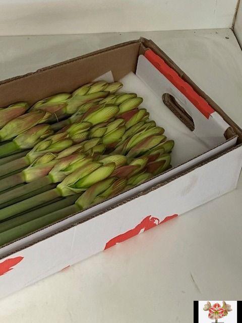 <h4>HIPP GA CARAMBA</h4>