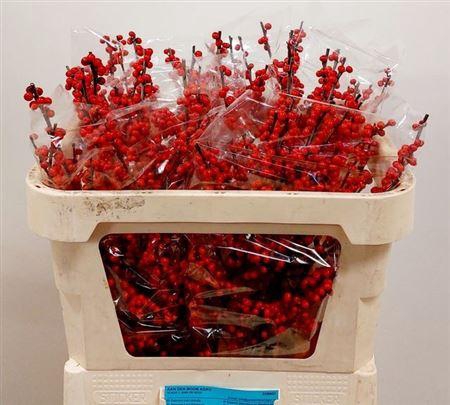 <h4>Ilex Ve Rode Bes</h4>