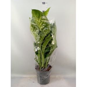 Dieffenbachia seg. 'Reeva'