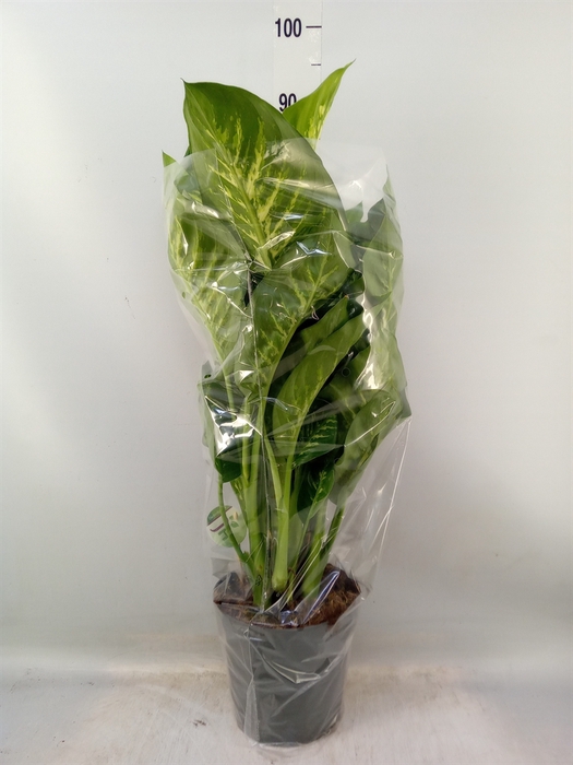 <h4>Dieffenbachia seg. 'Reeva'</h4>