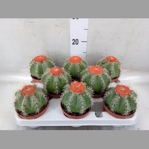 Melocactus matanzanus