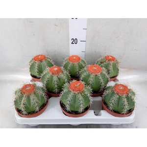 Melocactus matanzanus