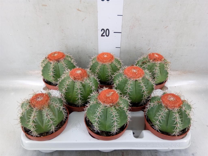 <h4>Melocactus matanzanus</h4>