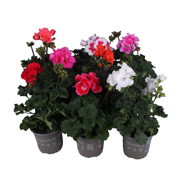<h4>Pelargonium Zonale Mixkar</h4>