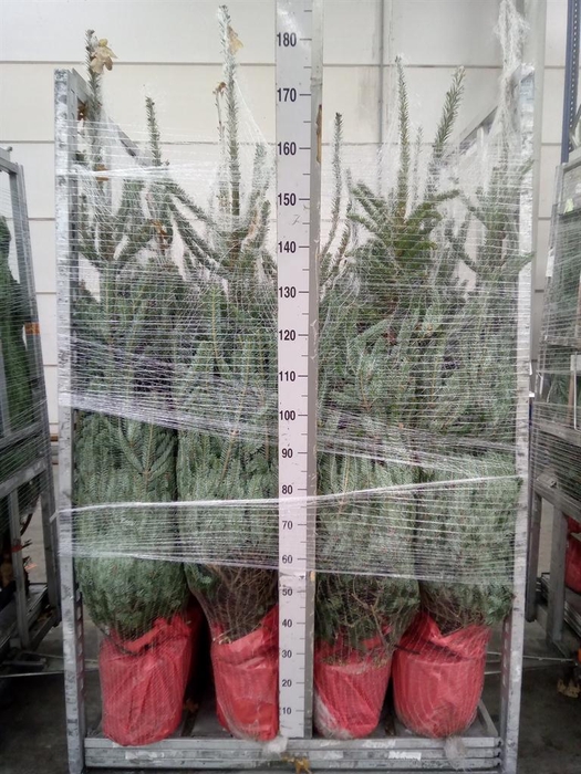 <h4>Abies fraseri</h4>