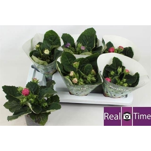 Sinningia  'Sonata'   ...mix
