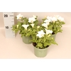 Petunia Sanguna White
