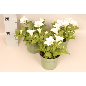Petunia Sanguna White