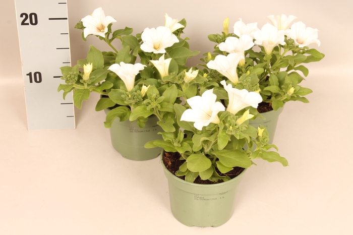 Petunia Sanguna White