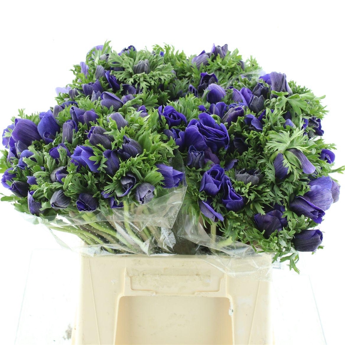 <h4>Anem Co Mar Blue</h4>