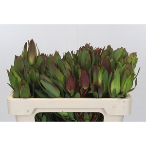 Leucadendron Senorita Spray