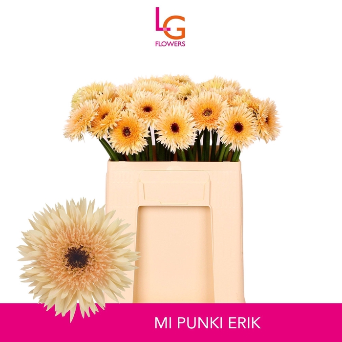 <h4>GE MS PUNKI ERIK</h4>