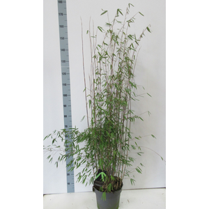 Fargesia Jiuzhaigou 1 - P27