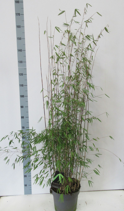 <h4>Fargesia Jiuzhaigou 1 - P27</h4>