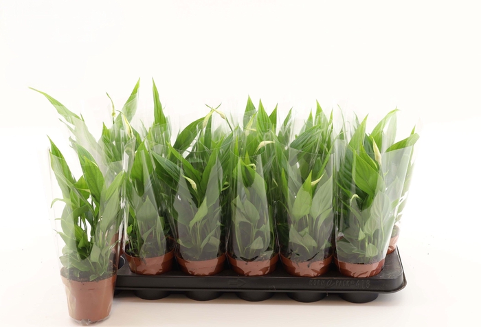 <h4>SPATH ALANA</h4>