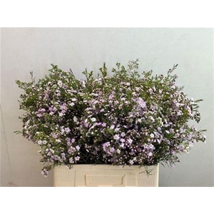 Chame Un Dancing Queen