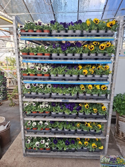 <h4>VIO F1 HYBR MIXK</h4>