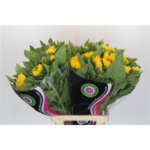 Helianthus annuus 'Vincent's Choice'
