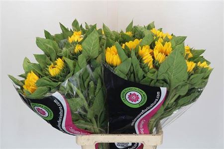 <h4>Helianthus annuus 'Vincent's Choice'</h4>