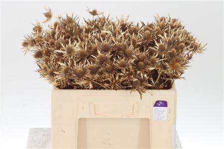 <h4>Eryngium Dyed Gold Antique</h4>