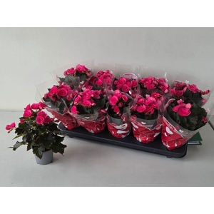 BEG HL ADONIA PINK