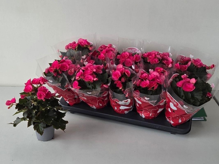 <h4>BEG HL ADONIA PINK</h4>