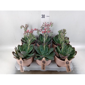 Echeveria  'Blue Prince'