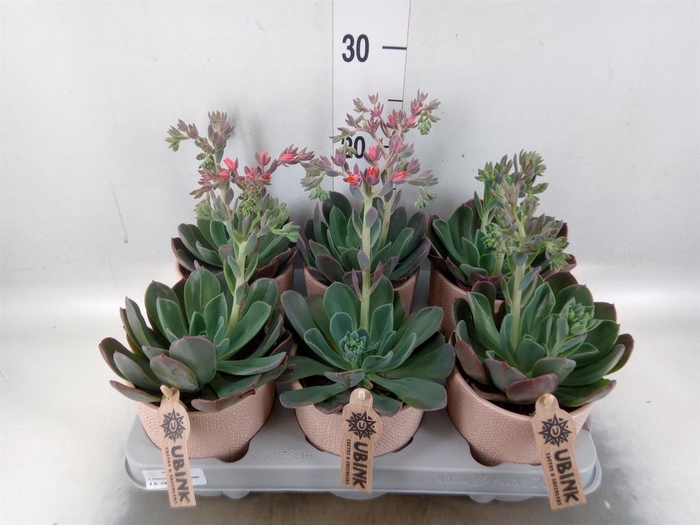 <h4>Echeveria  'Blue Prince'</h4>