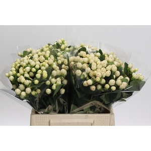 Hypericum Cool Romance