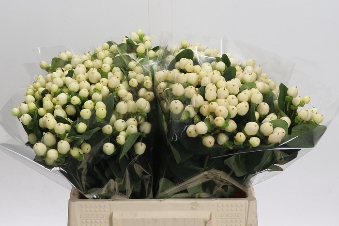 <h4>Hypericum Cool Romance</h4>