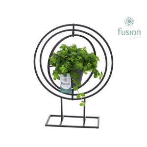 Globe metaal zwart Large met Peperomia