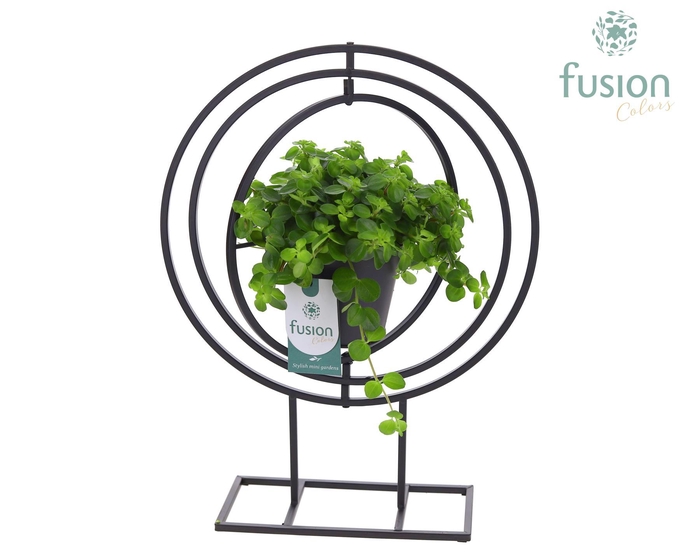 <h4>Globe metaal zwart Large met Peperomia</h4>