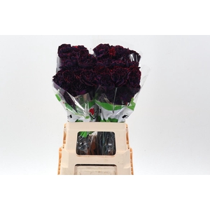 Di St Tinted Dark Dream