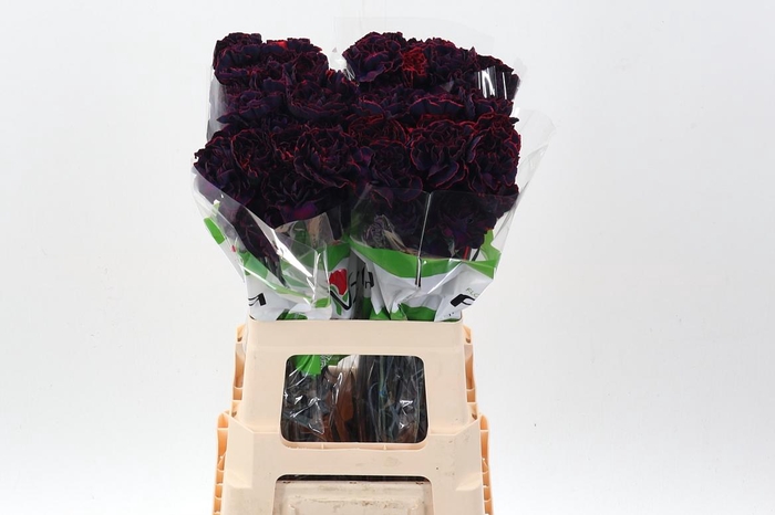 <h4>Di St Tinted Dark Dream</h4>