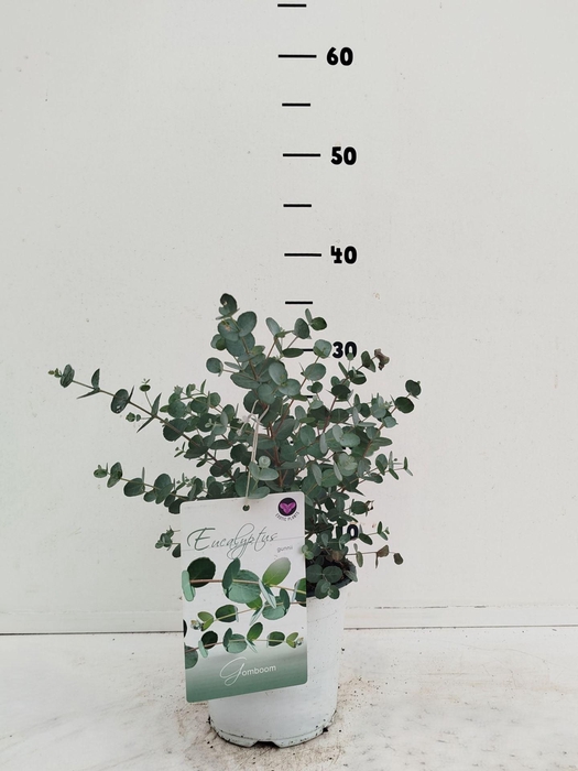 <h4>Eucalyptus gunnii</h4>