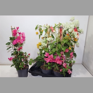 Bougainv Ov