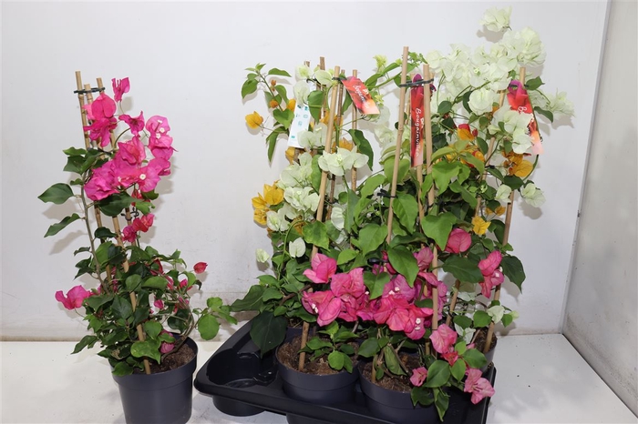 <h4>Bougainv Ov</h4>