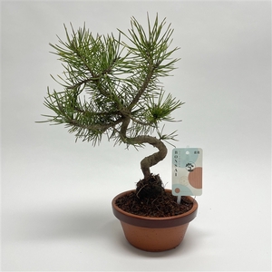 Pinus Sylvestris Bonsai 'Shape' 15 cm