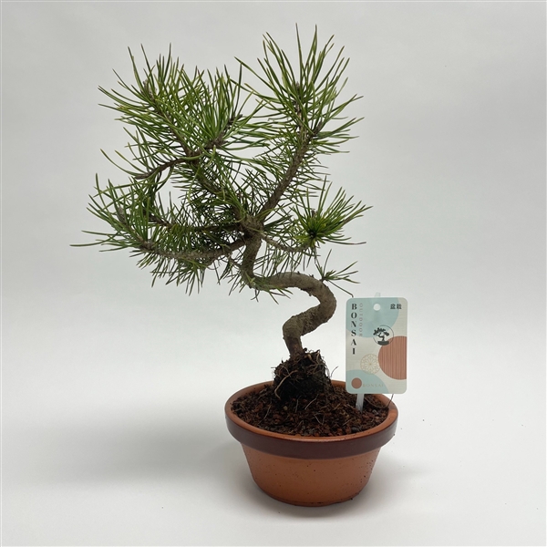 <h4>Pinus Sylvestris Bonsai 'Shape' 15 cm</h4>