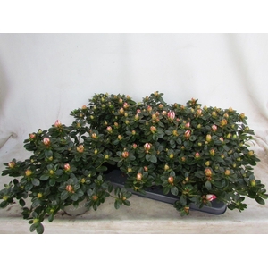 RHODO SI SACHSENSTER