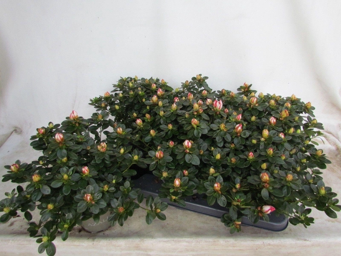 <h4>RHODO SI SACHSENSTER</h4>