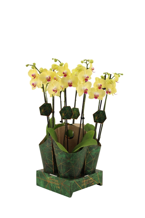 <h4>Signature Golden Nature Cover Phal Miraflor 2T16+</h4>