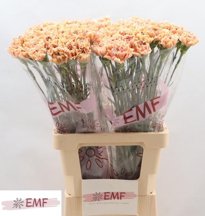 <h4>DI ST SAONA+</h4>